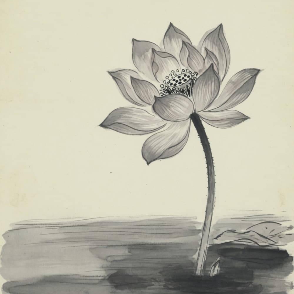 연꽃